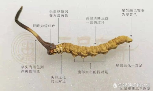 释迦果的功效与禁忌和副作用-释迦果的功效与禁忌有哪些,中国释迦果的功效与禁忌网站